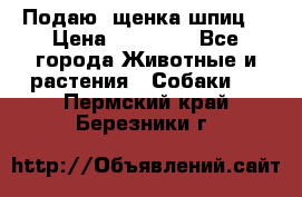 Подаю. щенка шпиц  › Цена ­ 27 000 - Все города Животные и растения » Собаки   . Пермский край,Березники г.